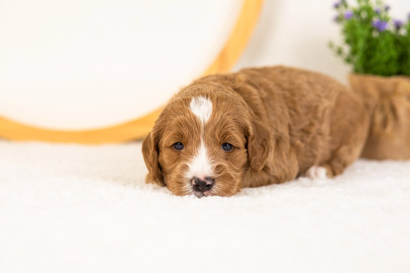 Gouda goldendoodle for sale.(2).jpg