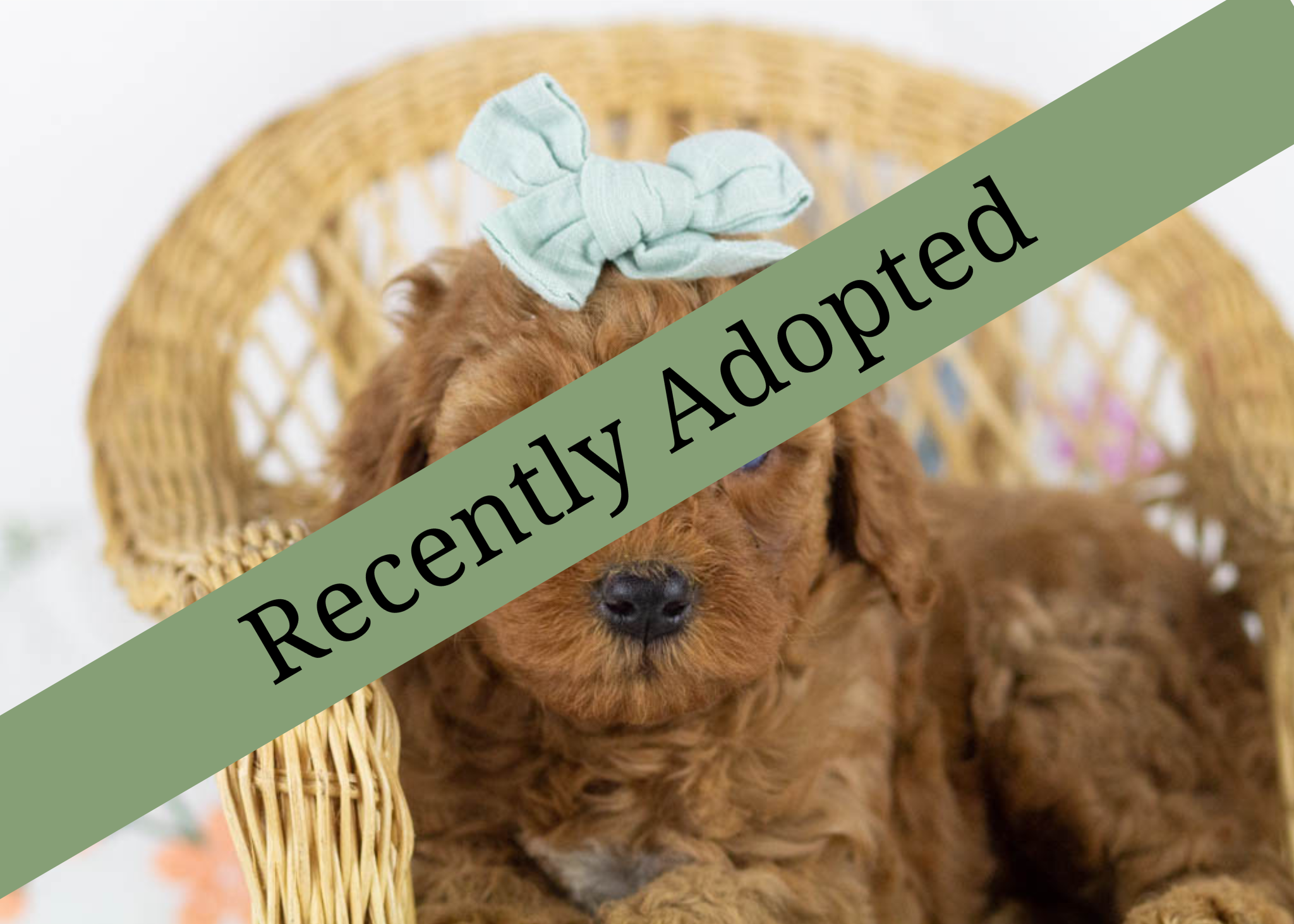 goldendoodle for sale