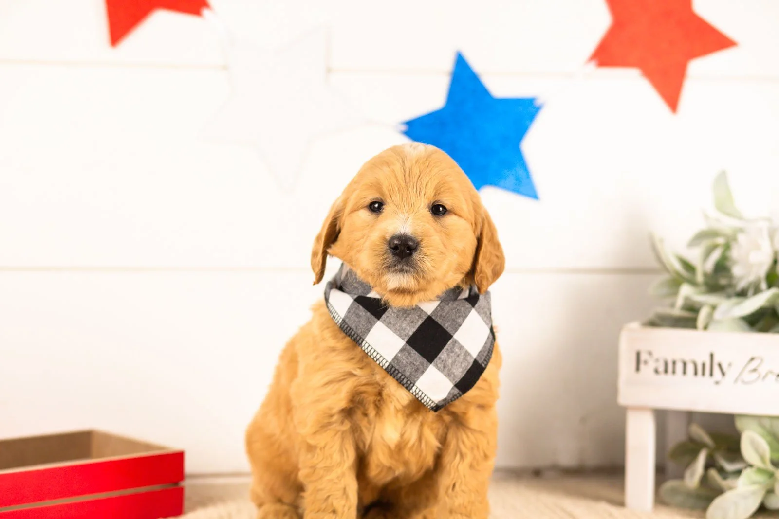 frodo goldendoodle for sale(1).jpg