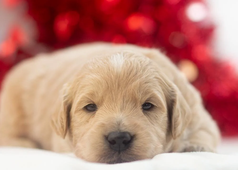 Snickers goldendoodle for sale(2).jpg