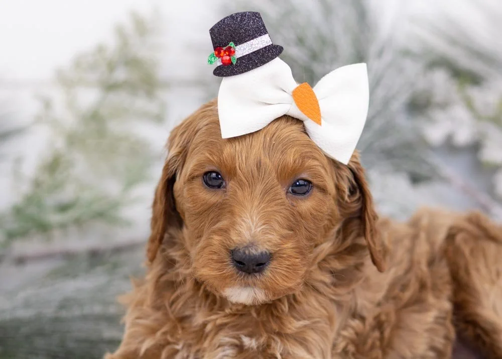 goldendoodle for sale