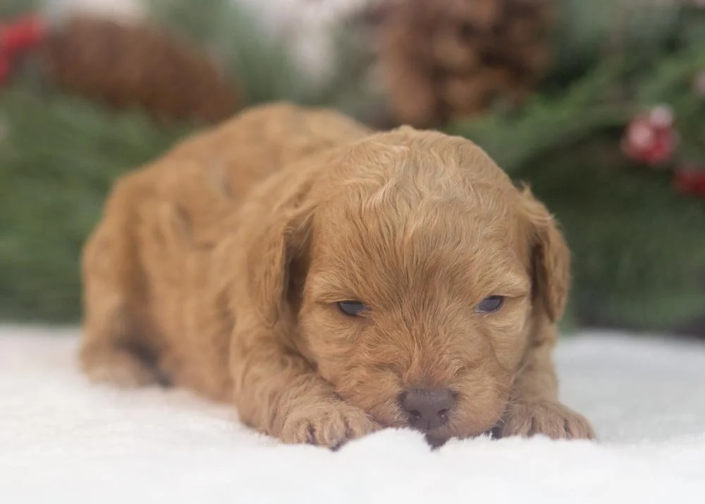 Montana goldendoodle for sale(2).jpg