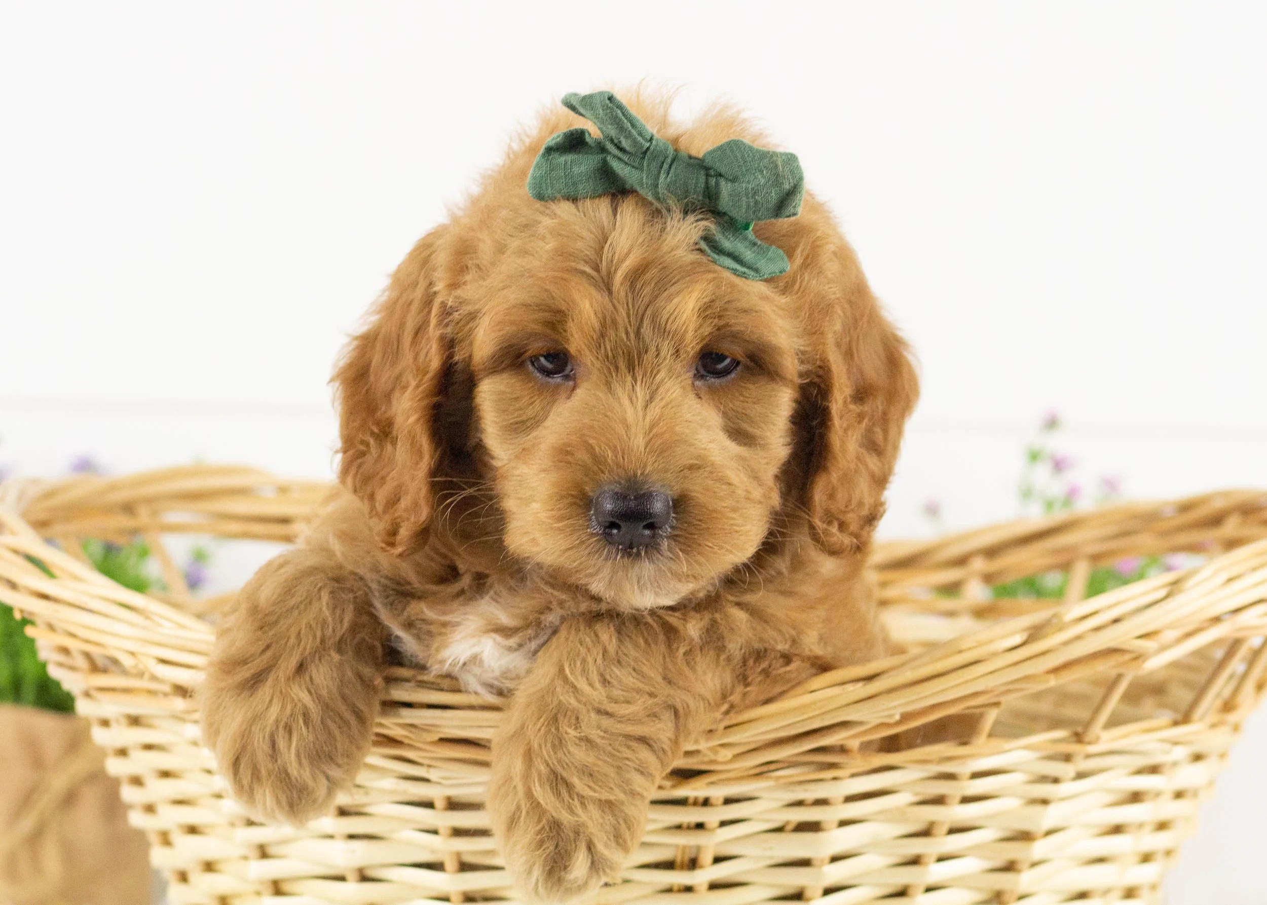 Koala goldendoodle for sale(2).jpg