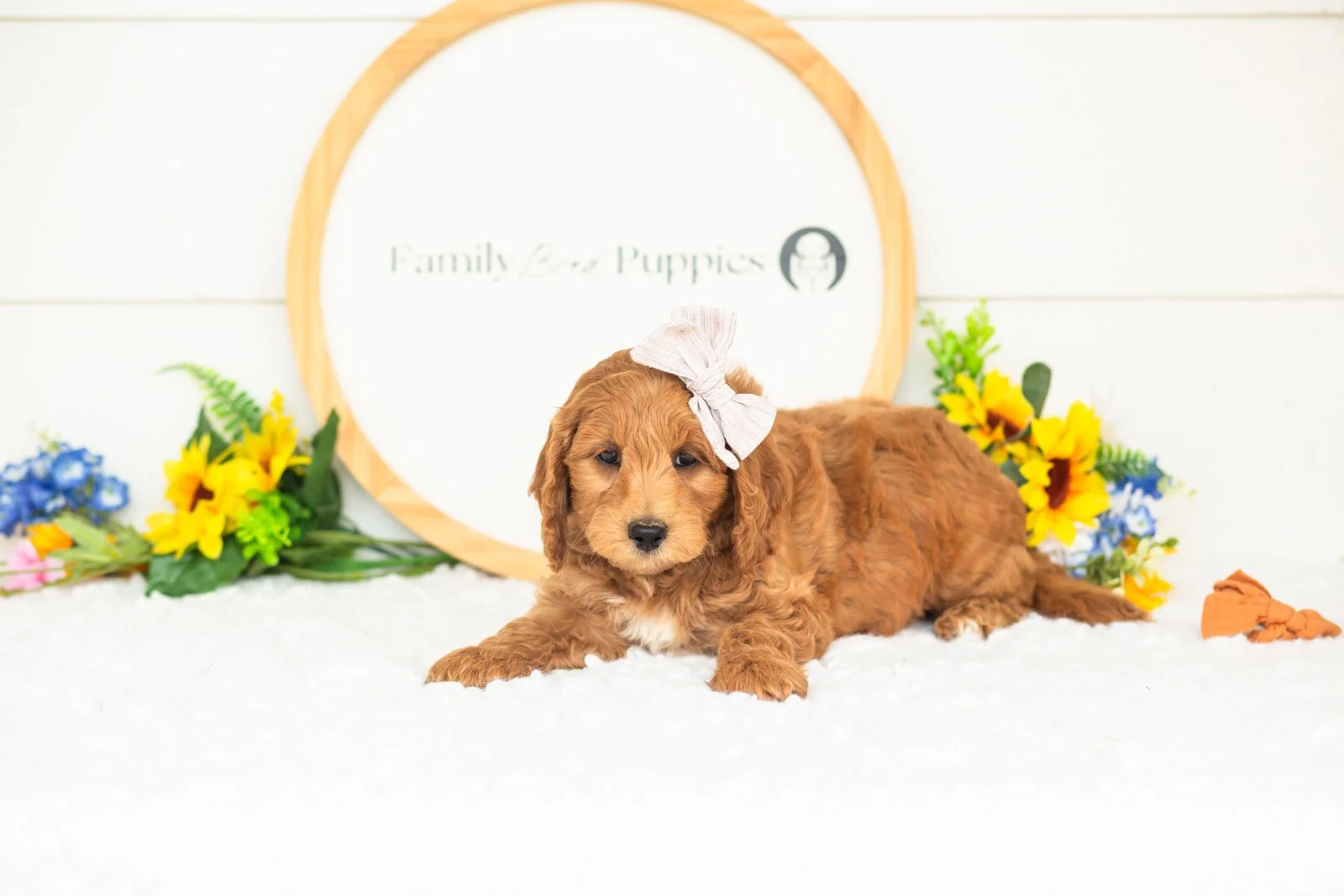pam goldendoodle for sale(2).jpg