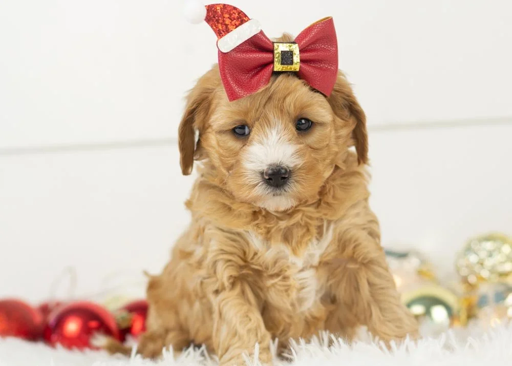 Jingle goldendoodle for sale(3).jpg