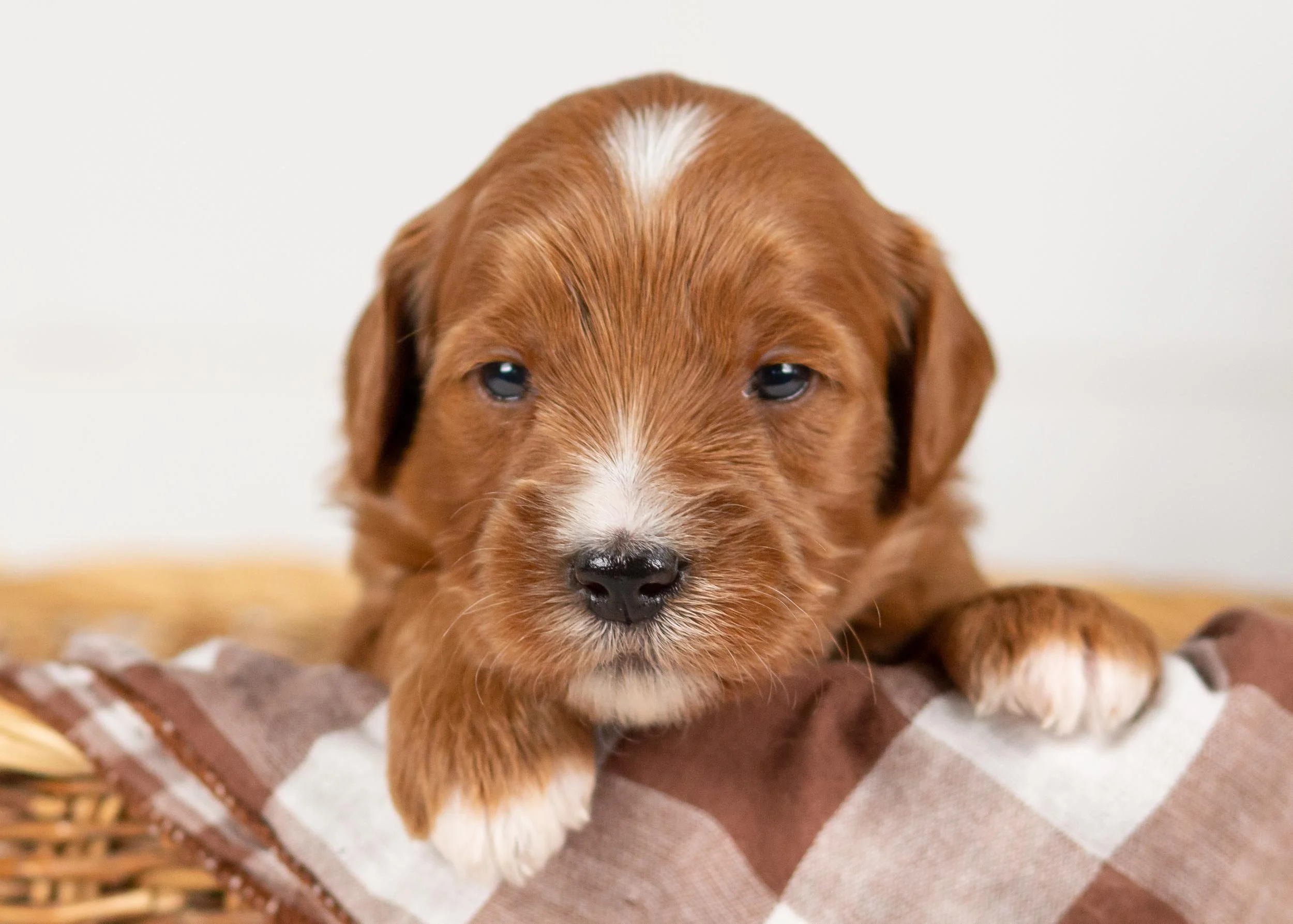 Squash goldendoodle for sale.jpg
