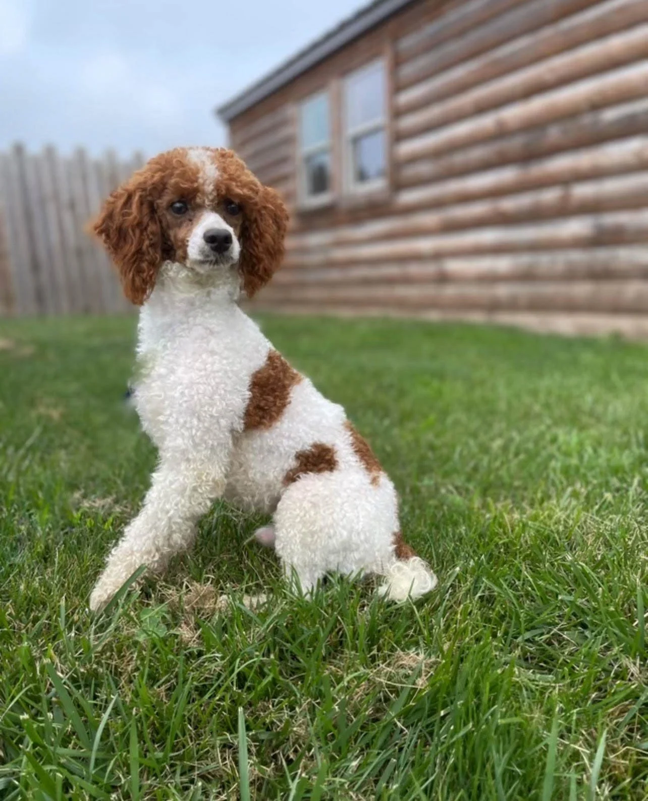 dad poodle