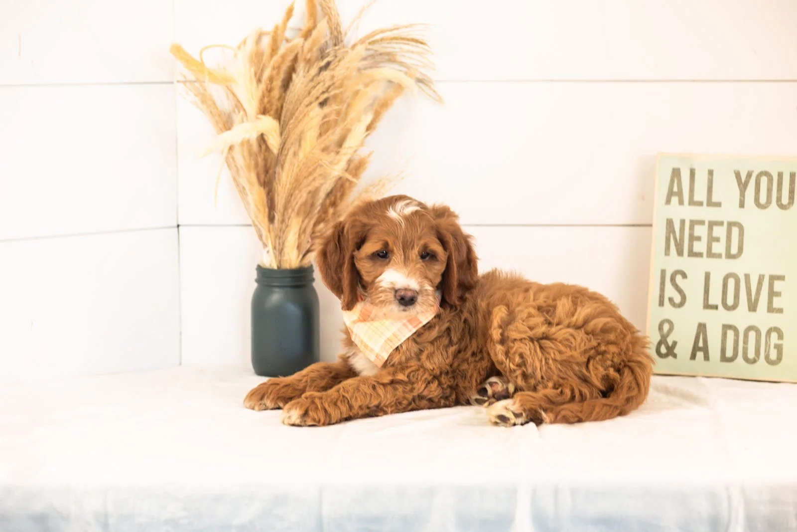 Abel goldendoodle for sale(4).jpg
