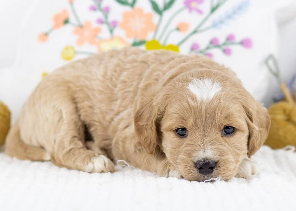 Joey goldendoodle for sale.jpg