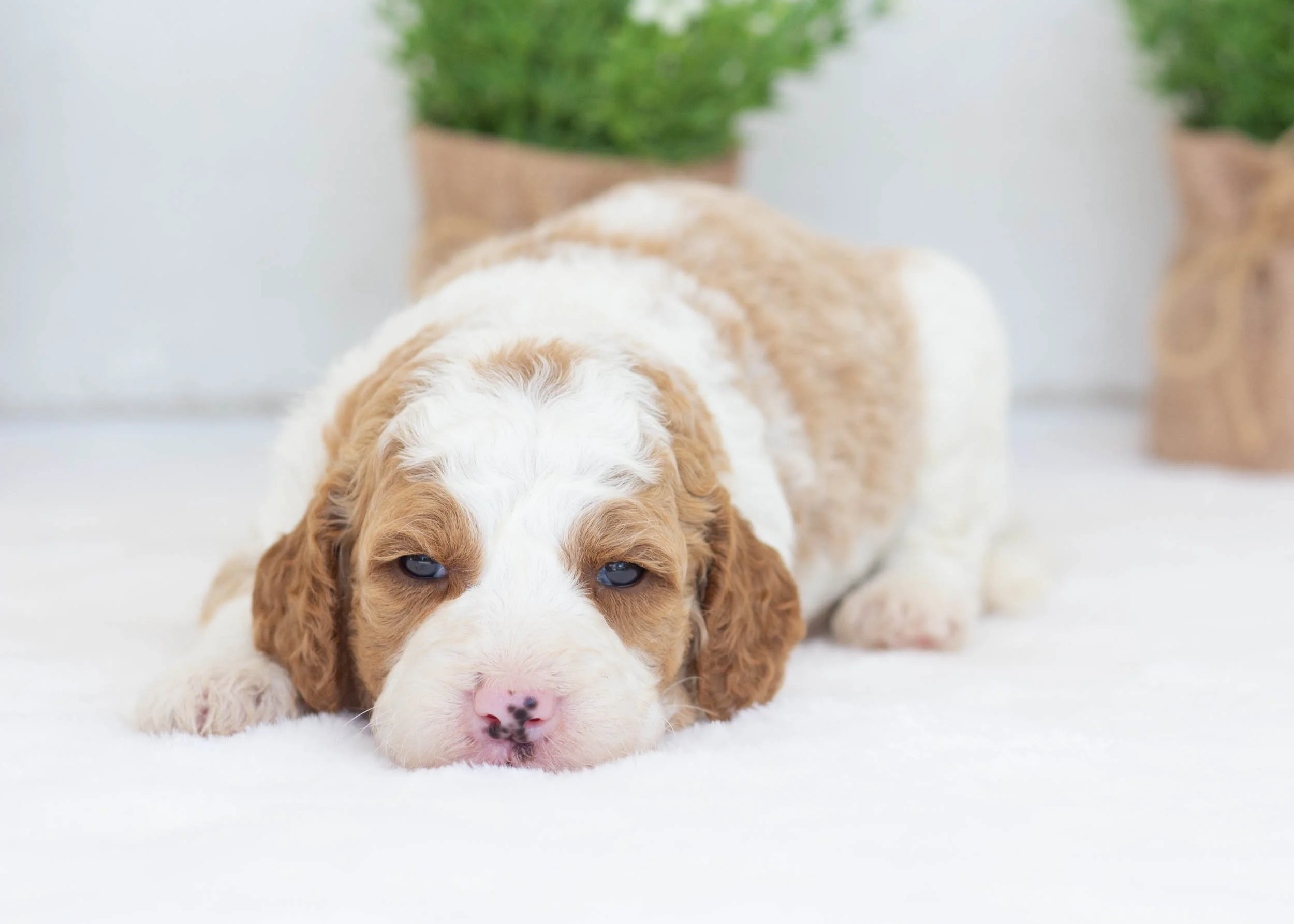 Caddie goldendoodle for sale2.jpg
