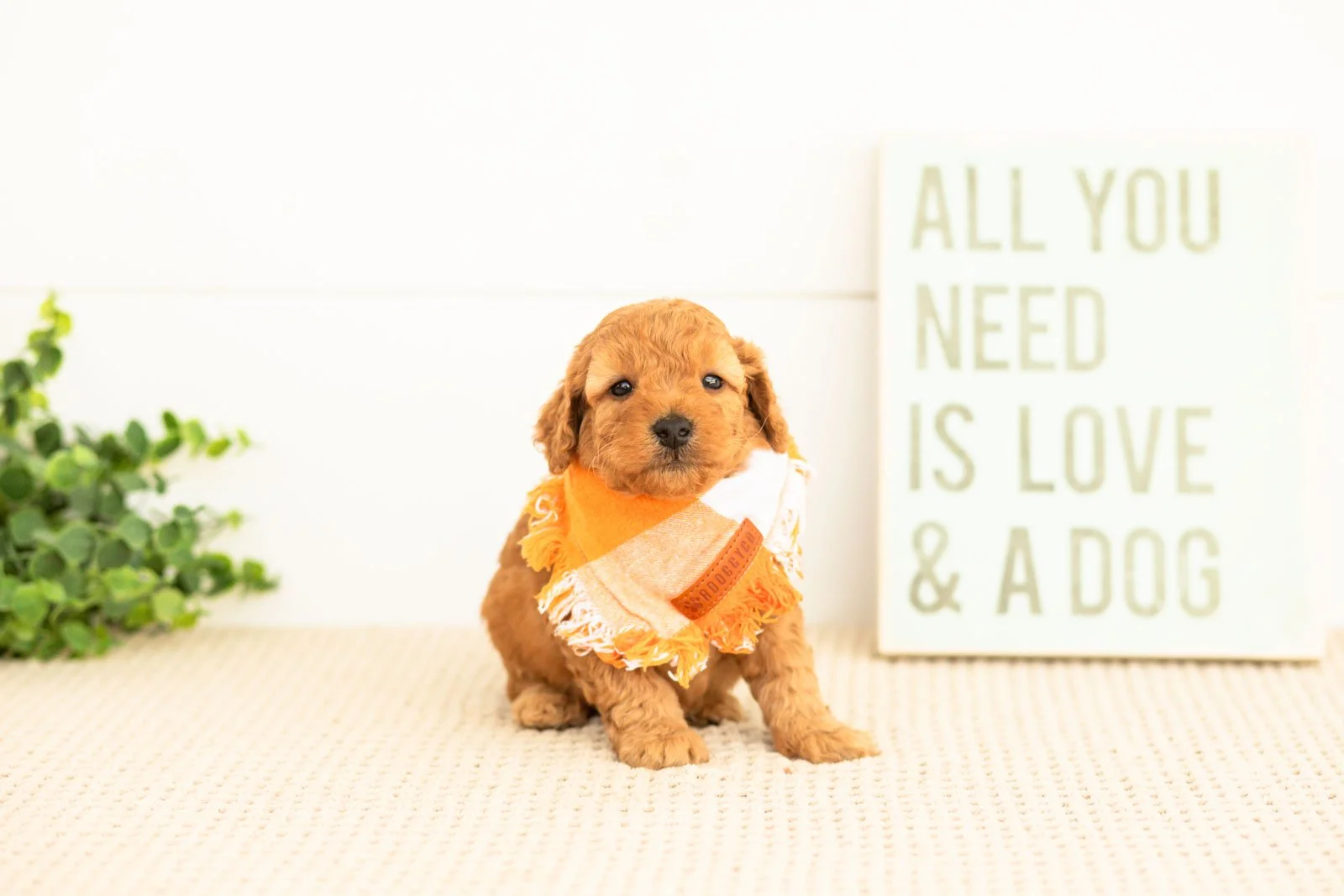 Corduroy goldendoodle for sale(2).jpg