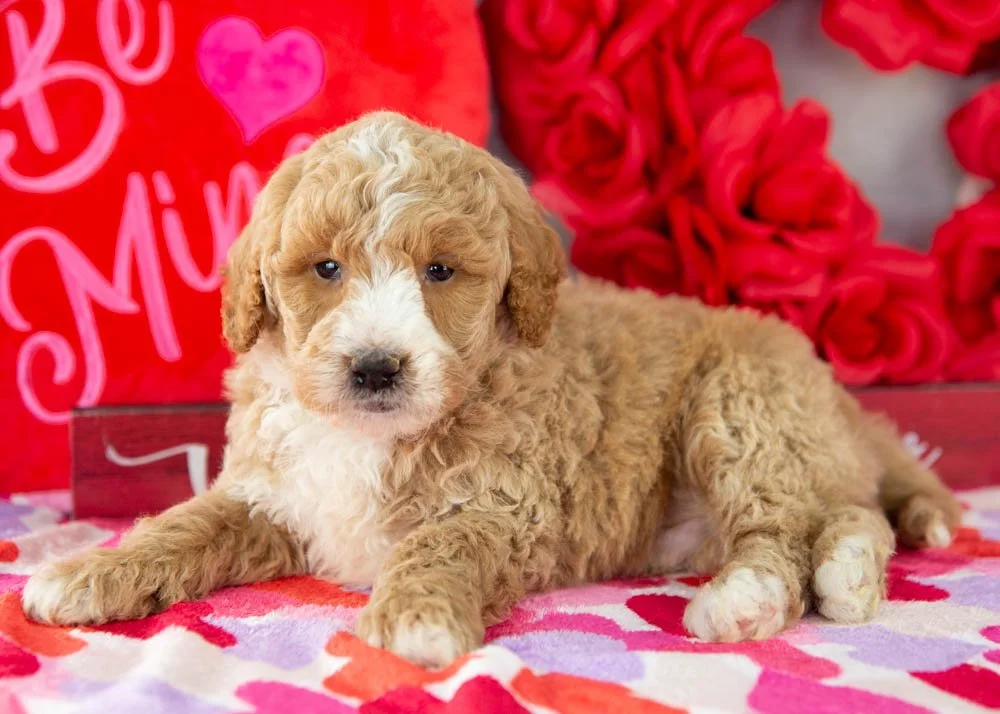 Lionel goldendoodle for sale.jpg