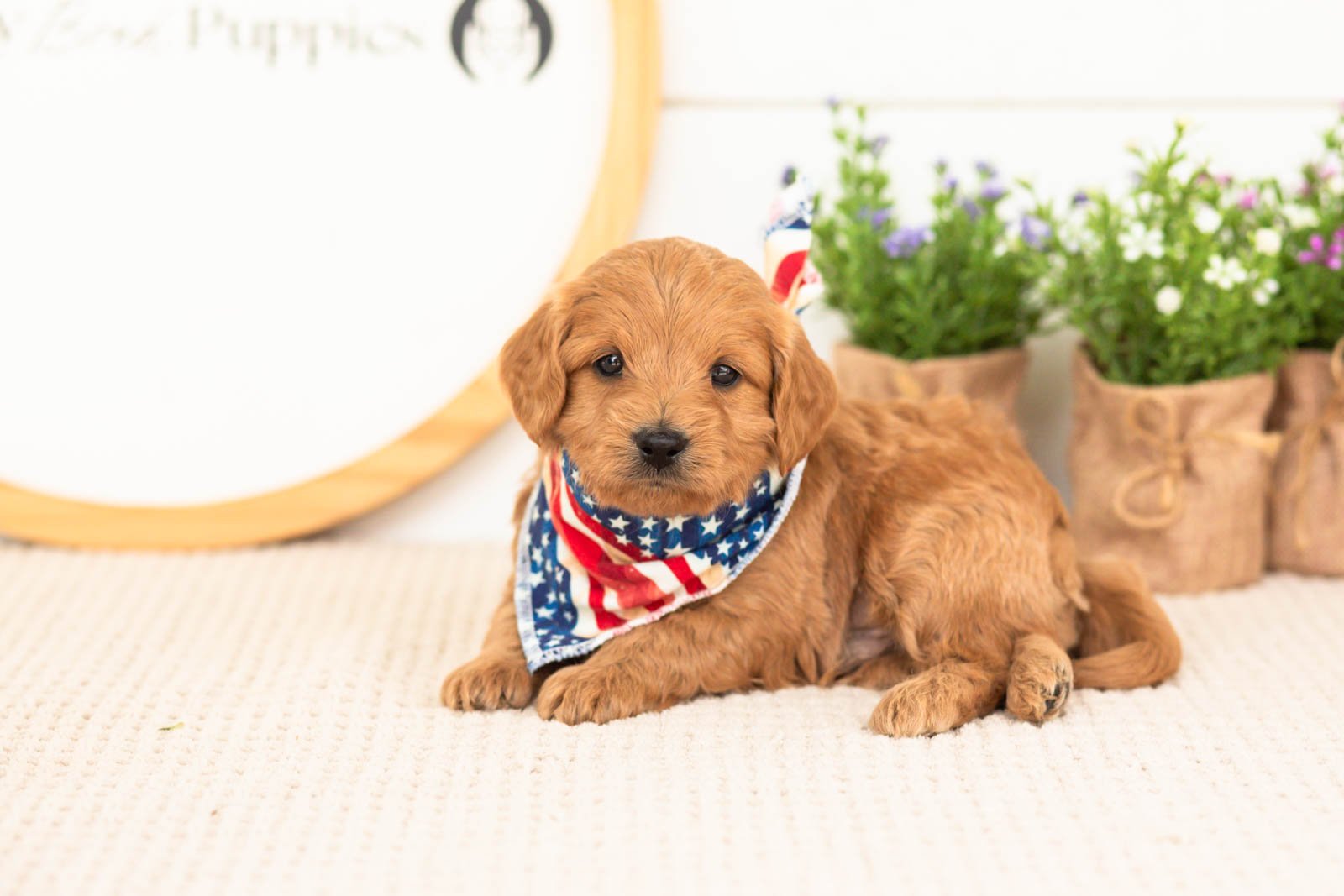 Ember goldendoodle for sale.jpg