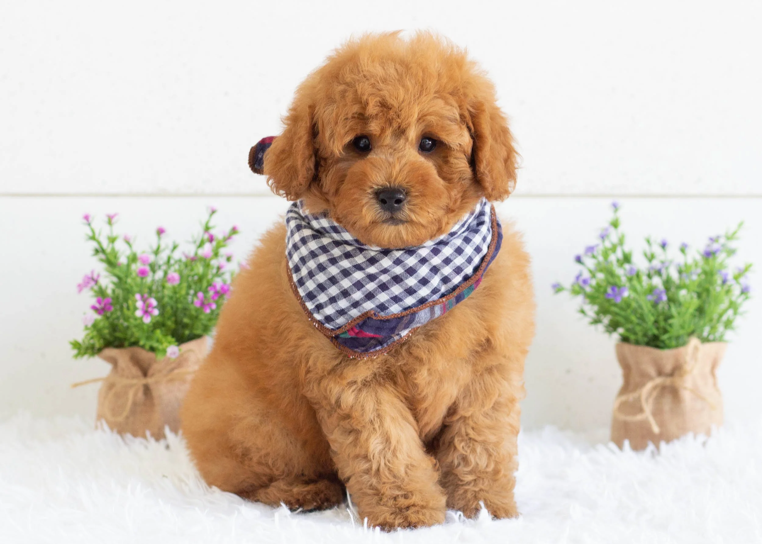 Gusgus Goldendoodle For Sale(3).jpg