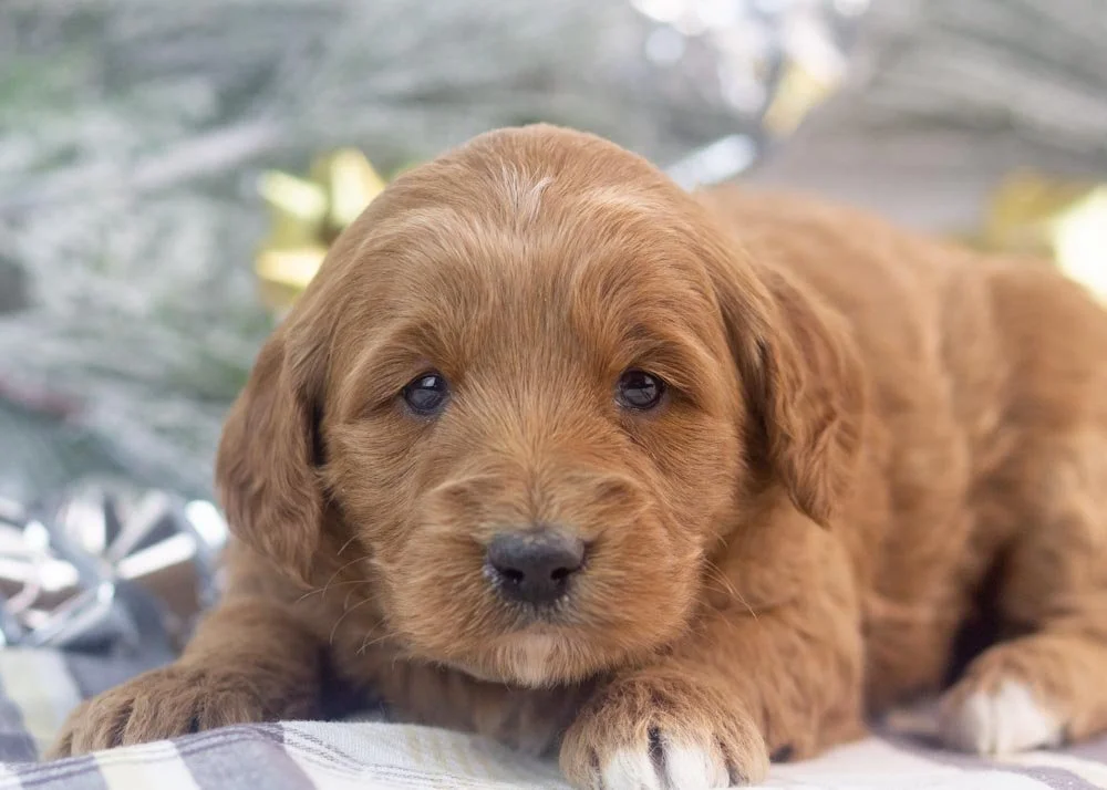 Mckenna goldendoodle for sale(2).jpg