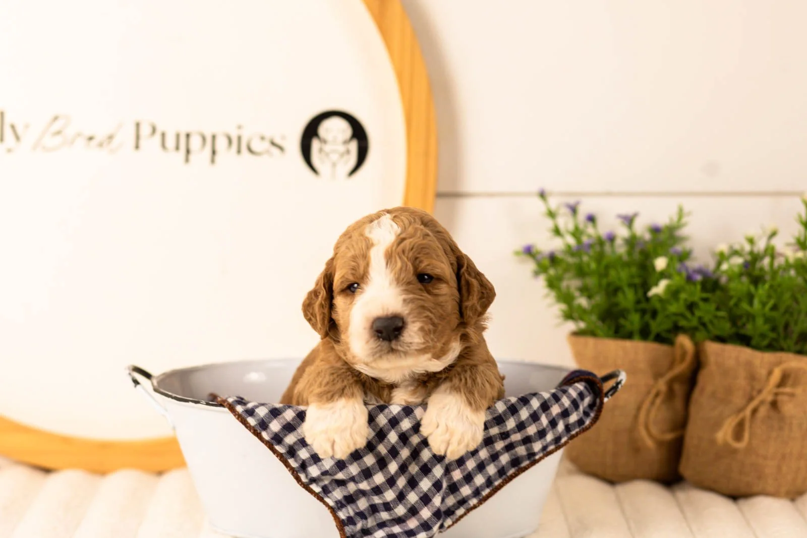 Lindsey goldendoodle for sale(3).jpg