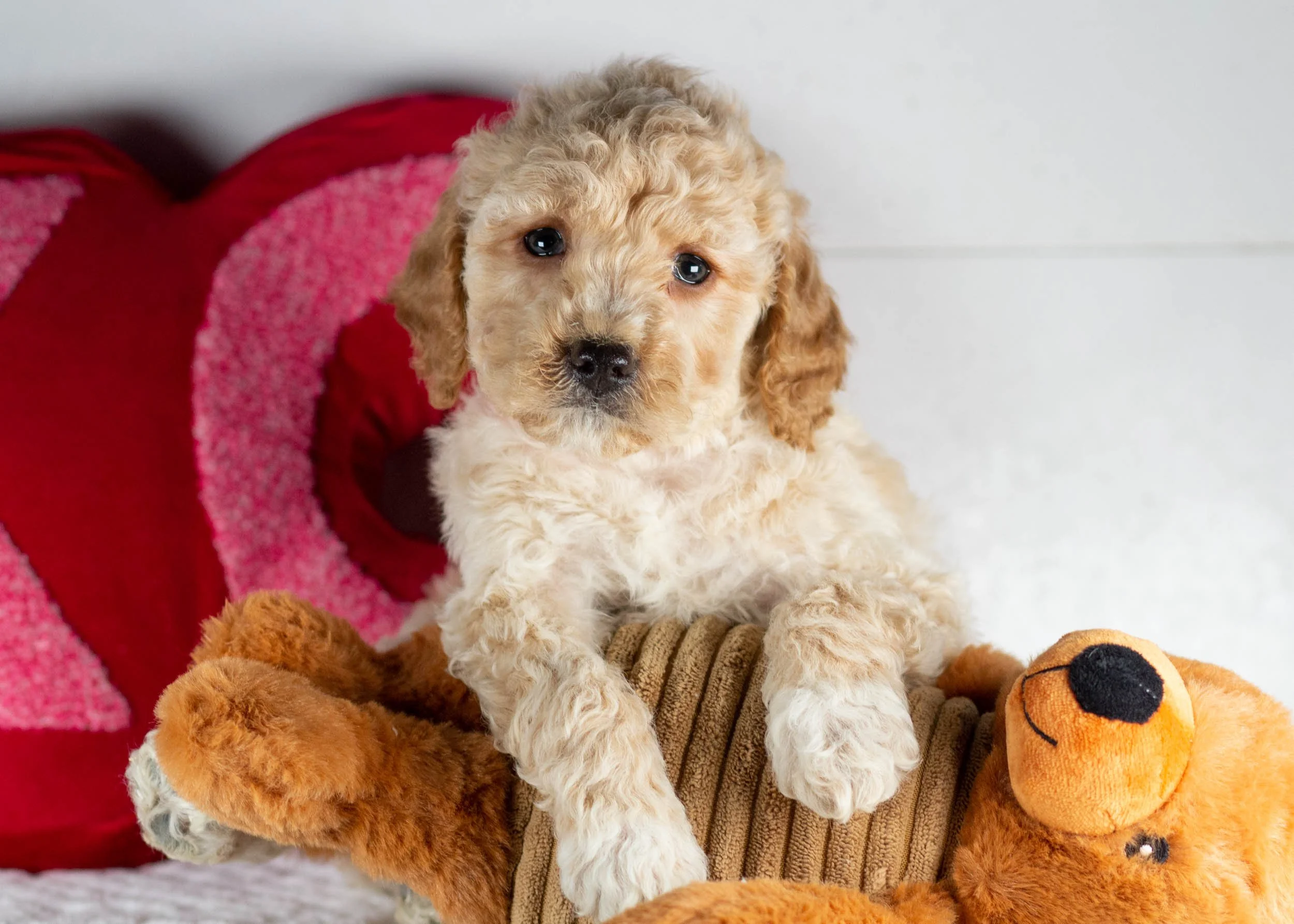 Dog Breed Mini Irish Doodle Puppies Mini Doodle Goldendoodle