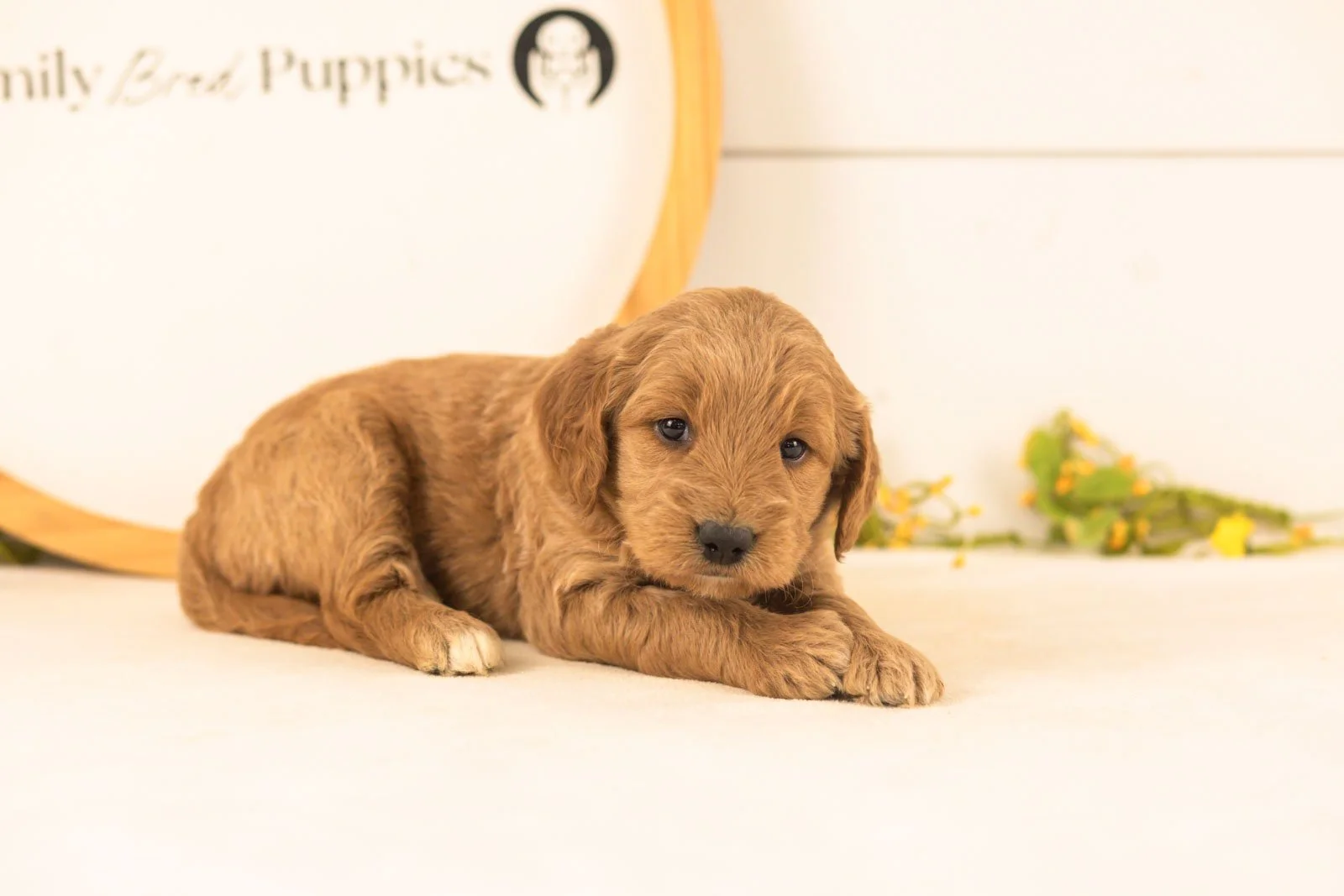 Owen goldendoodle for sale.jpg