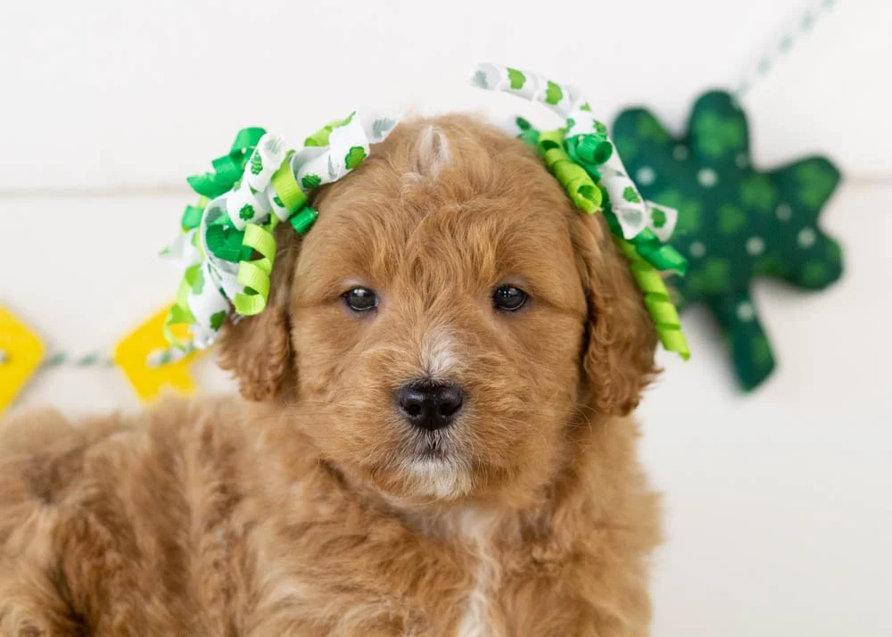 Java goldendoodle for sale(3).jpg