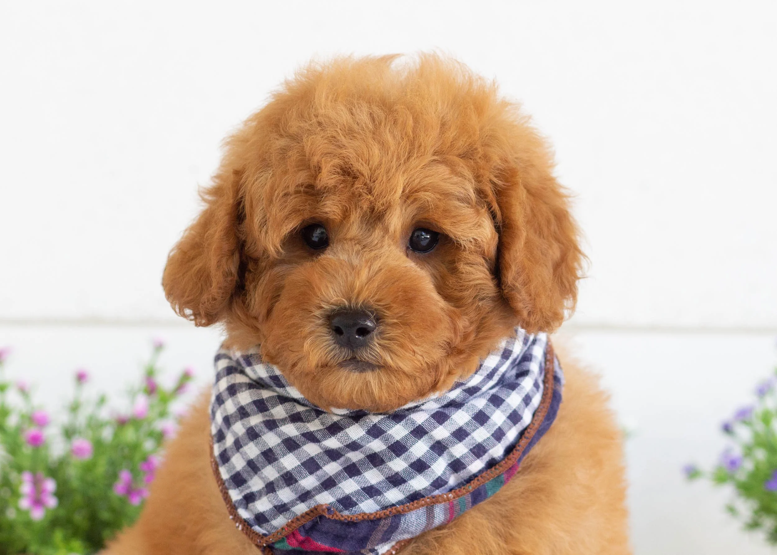 Gusgus Goldendoodle For Sale(2).jpg