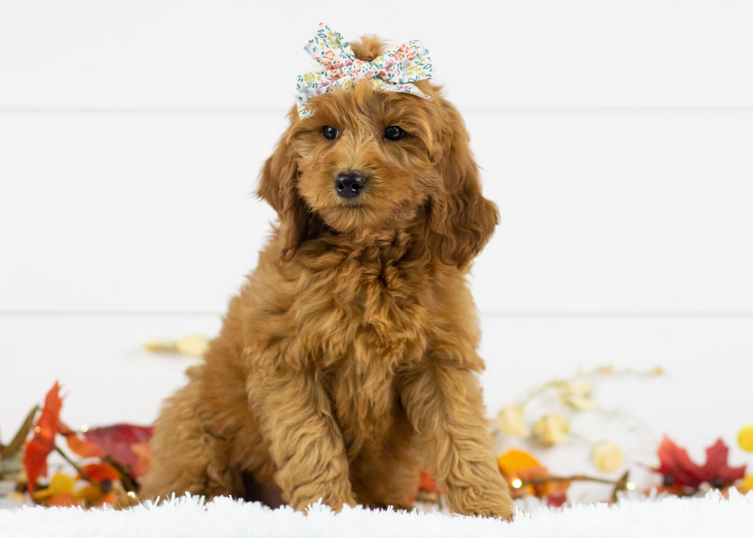 Tee goldendoodle for sale(1).jpg