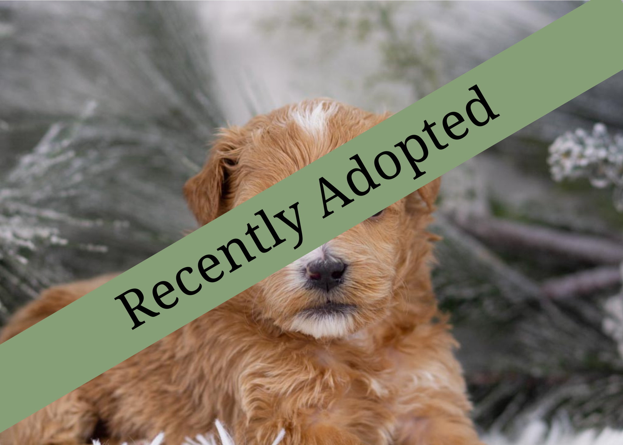 goldendoodle for sale