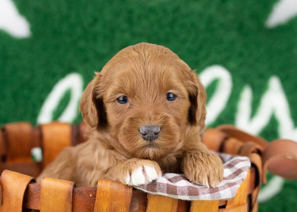 Ray goldendoodle for sale.jpg