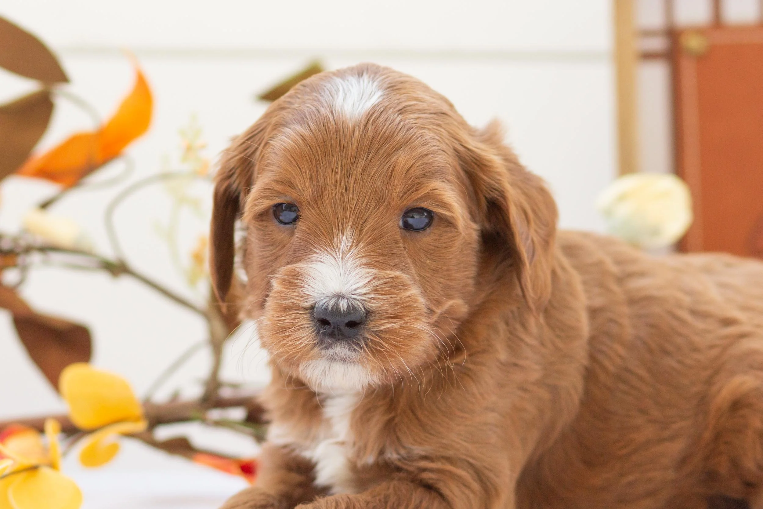 squash goldendoodle for sale(1).jpg