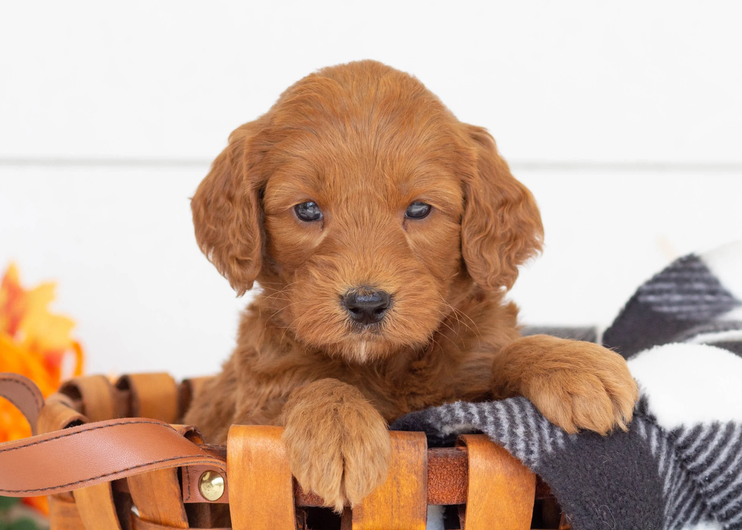 Augusta goldendoodle for sale(2).jpg