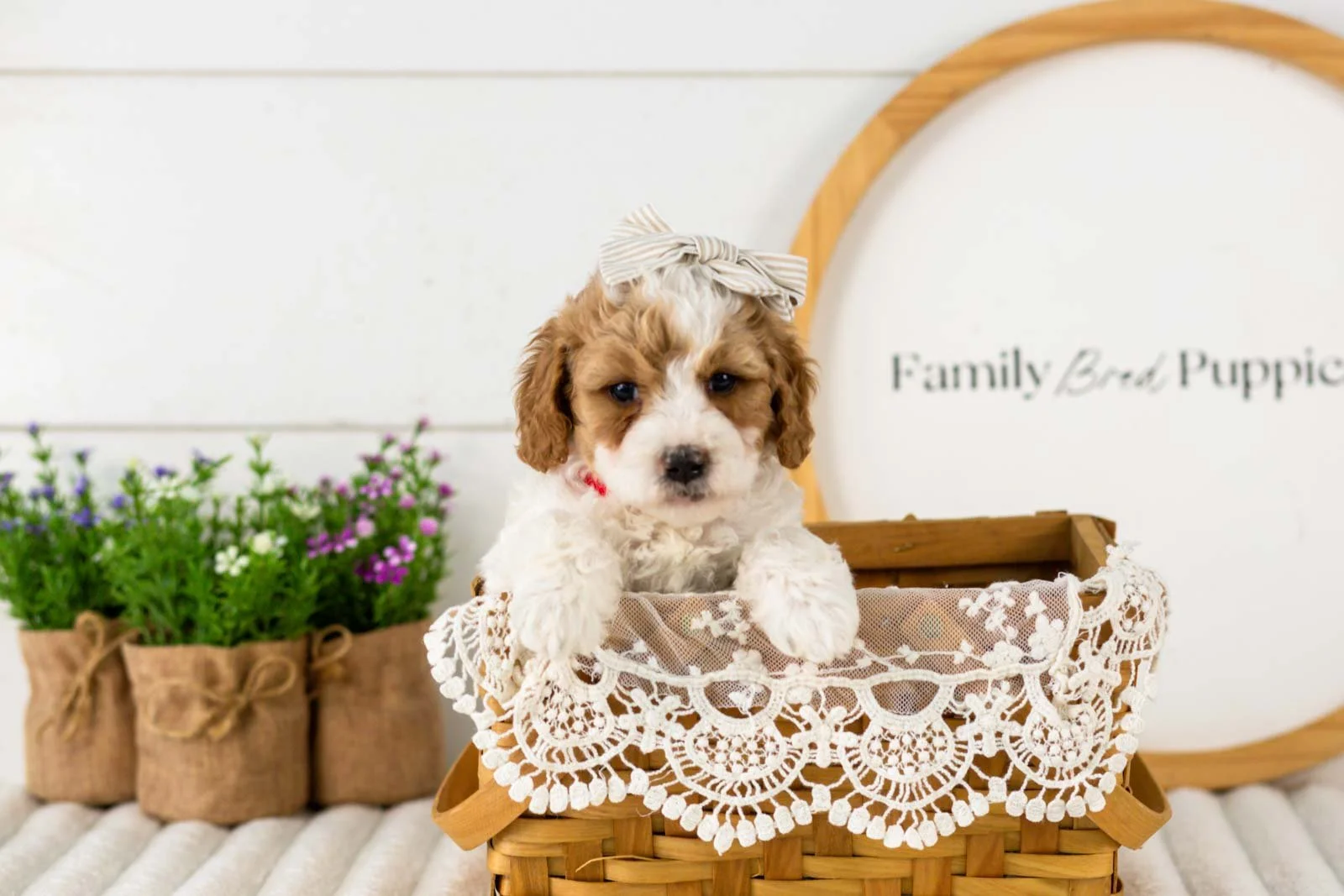 Dixie goldendoodle for sale(3).jpg