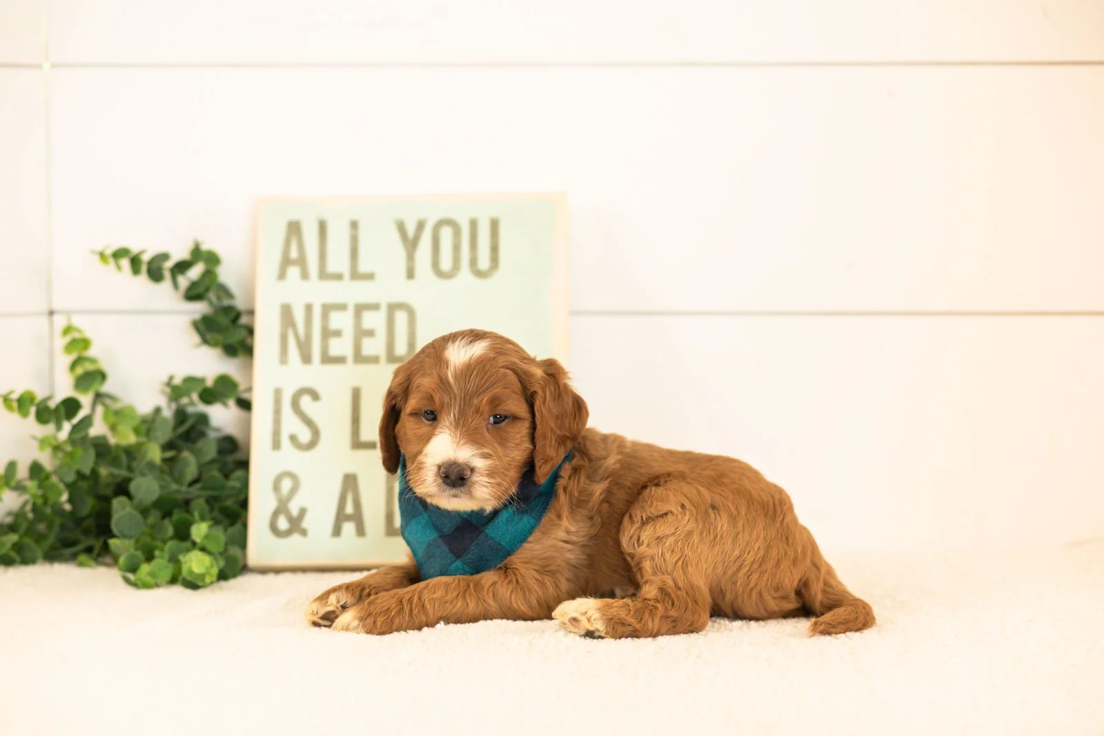Abel goldendoodle for sale(1).jpg