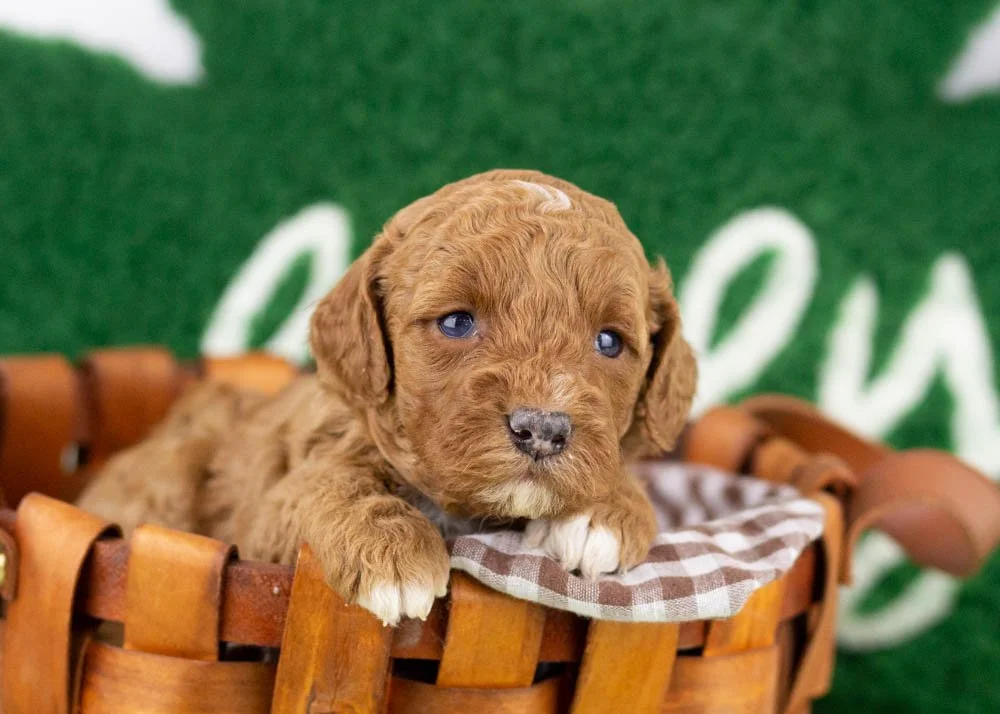 Poppy goldendoodle for sale(1).jpg