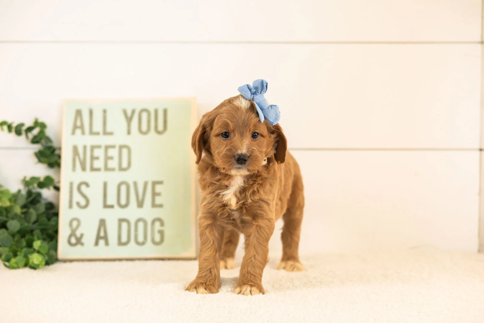 Veah goldendoodle for sale(2).jpg