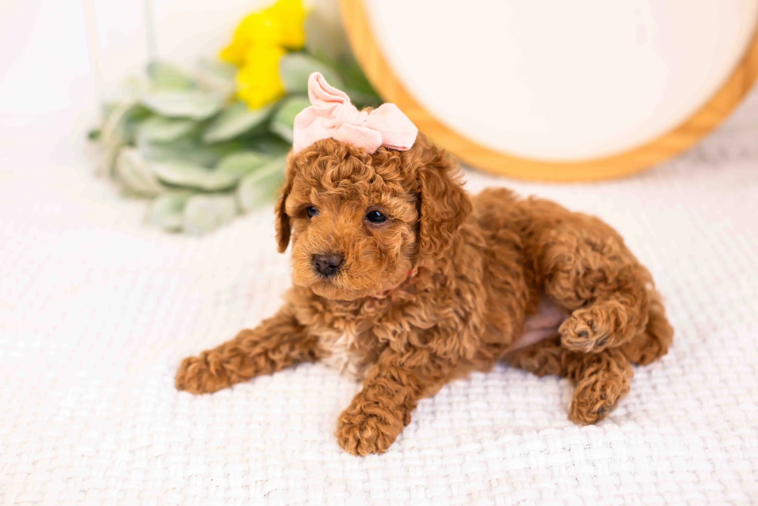 Ariel goldendoodle for sale(2).jpg