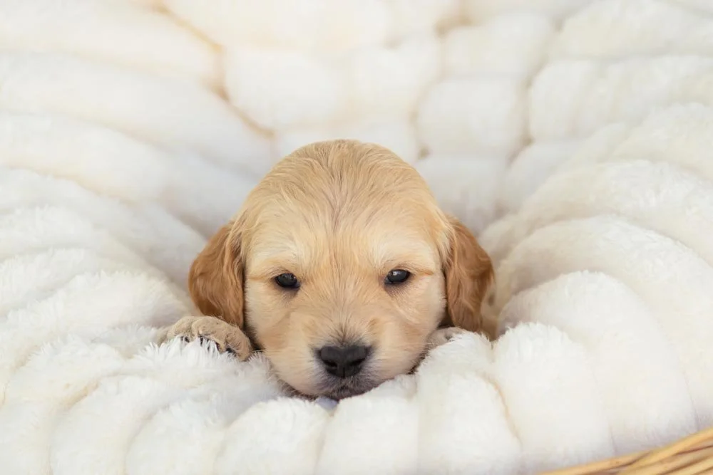 stuffing goldendoodle for sale.jpg