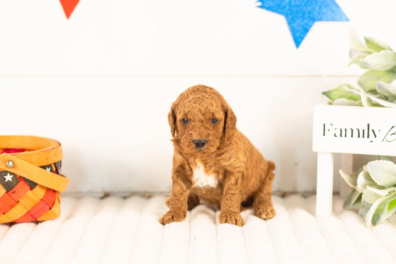 Glacier goldendoodle for sale(1).jpg