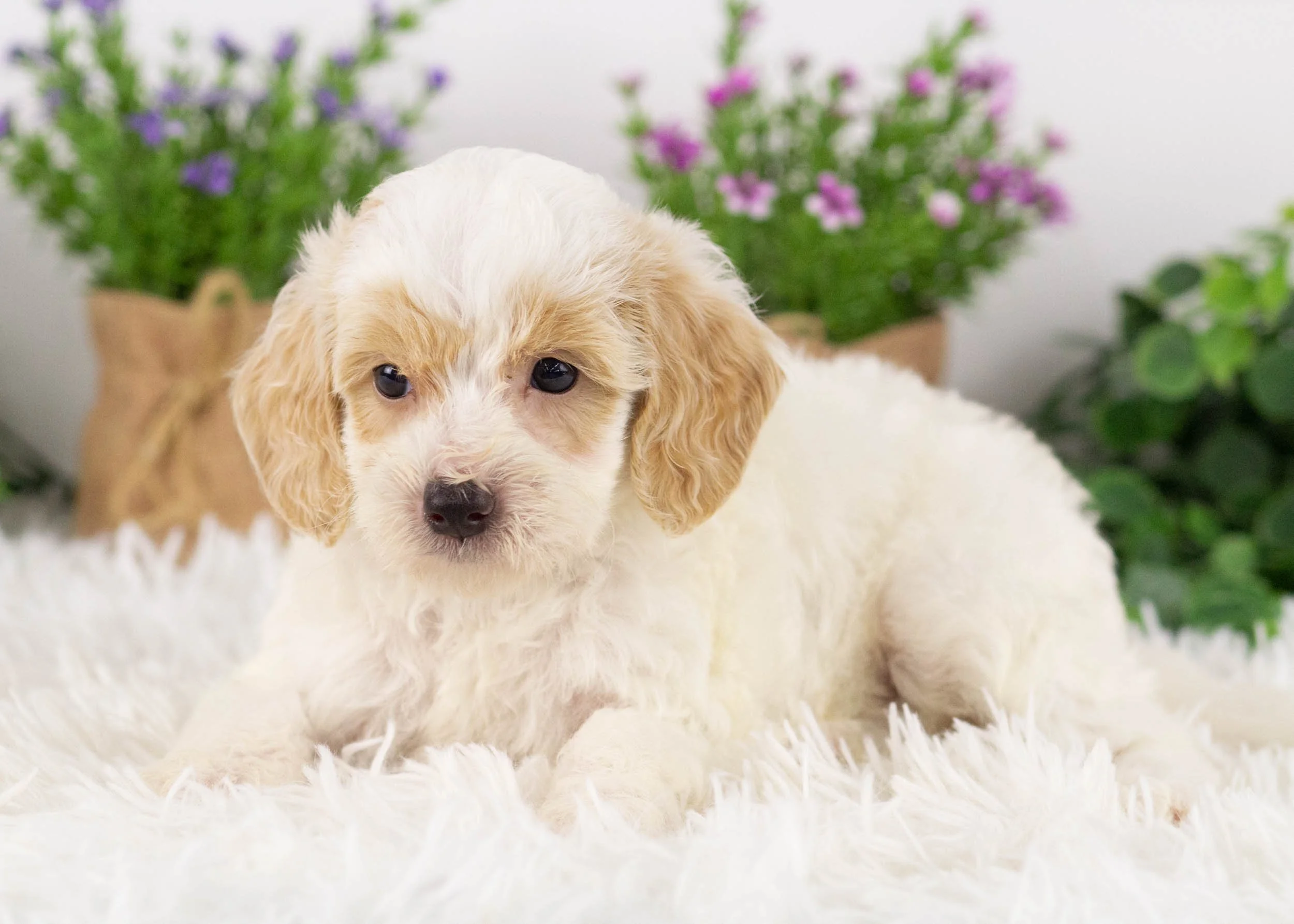 Hugo Goldendoodle for sale(2).jpg