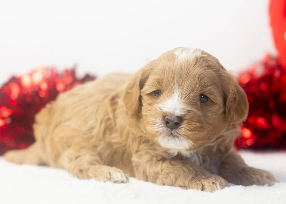 Sunny goldendoodle for sale(3).jpg