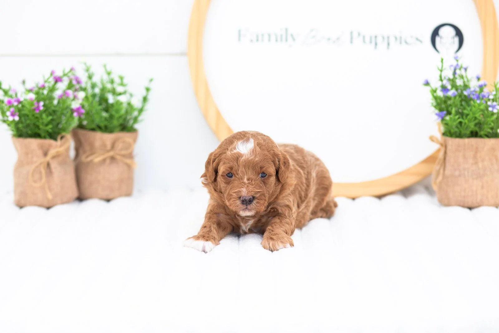 chewie godlendoodle for sale(1).jpg