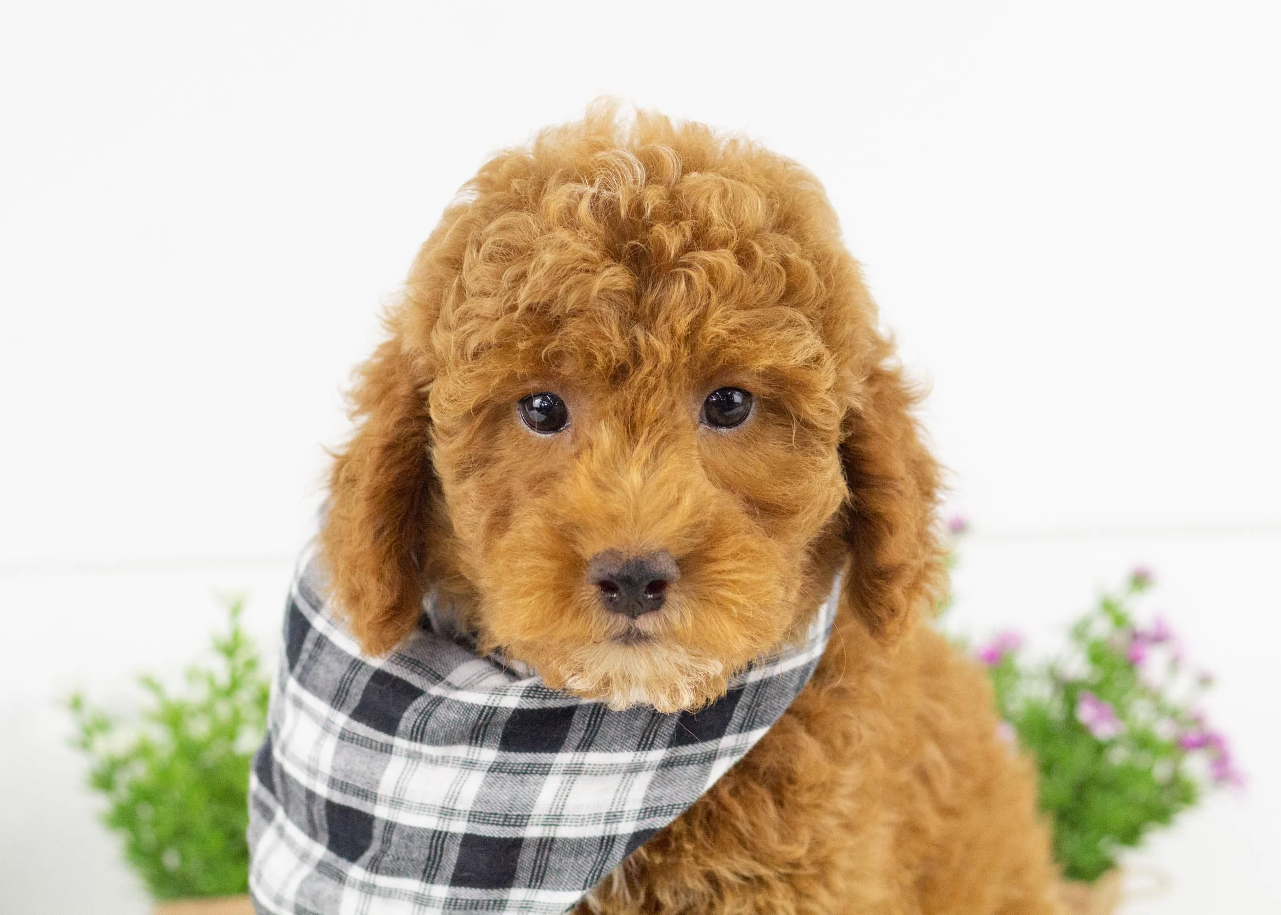 Maxwell goldendoodle for sale.jpg