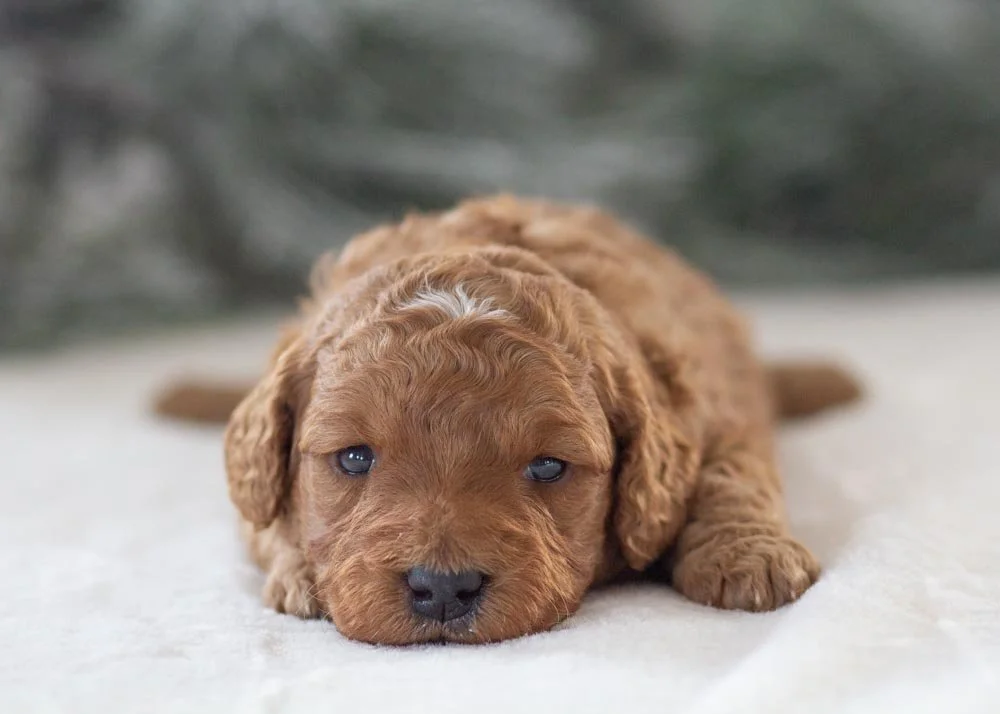 goldendoodle for sale