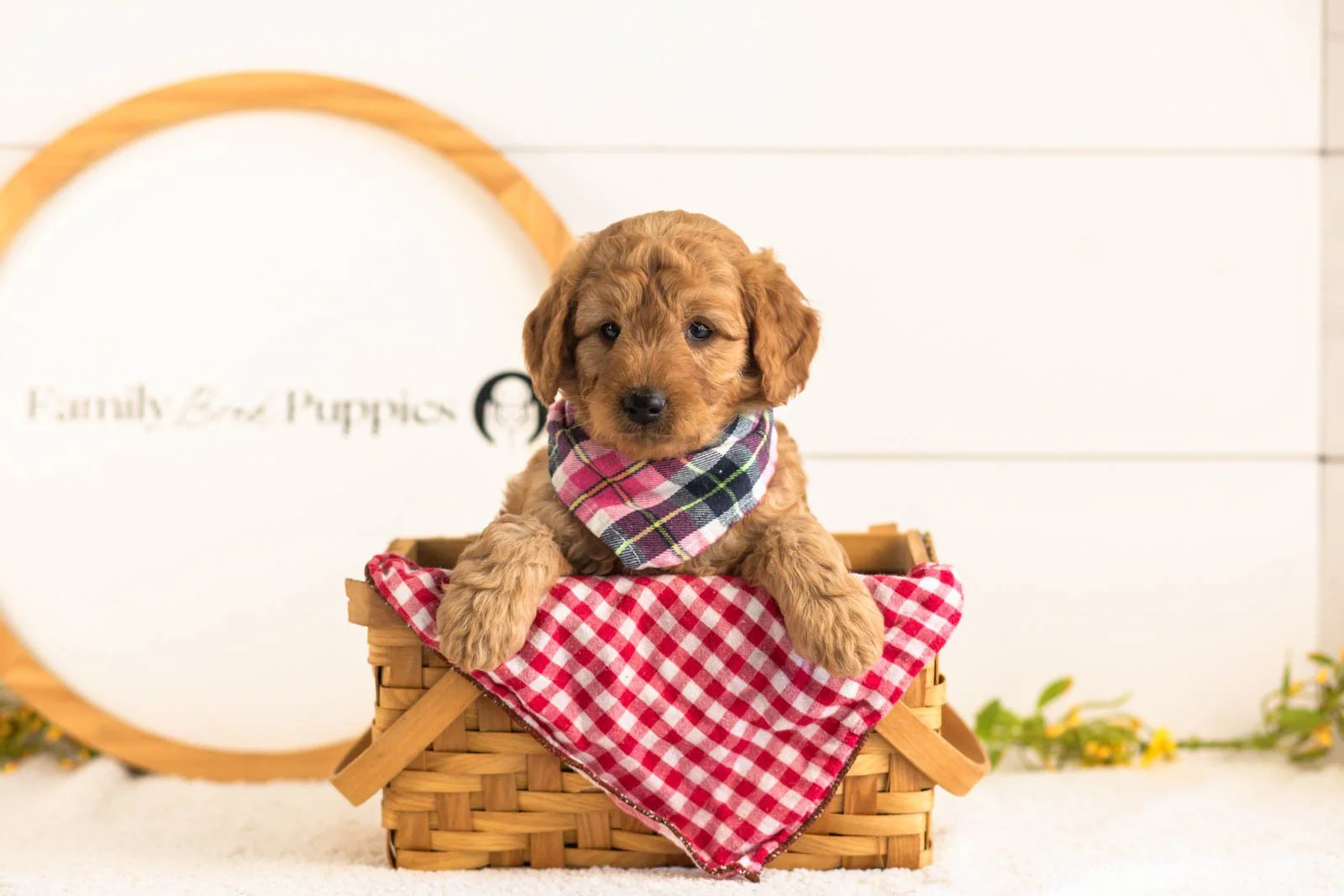 Reef goldendoodle for sale(4).jpg