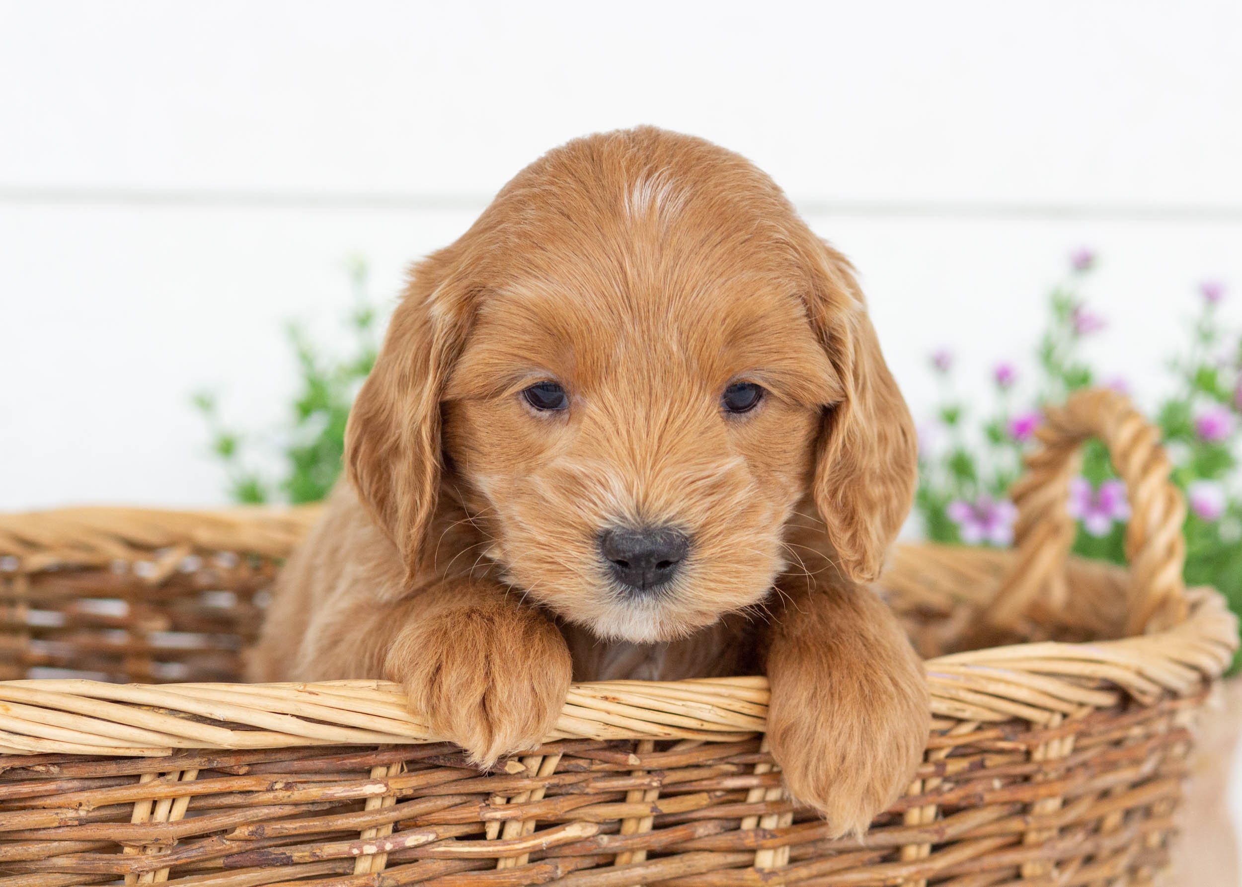 Chip goldendoodle for sale..jpg