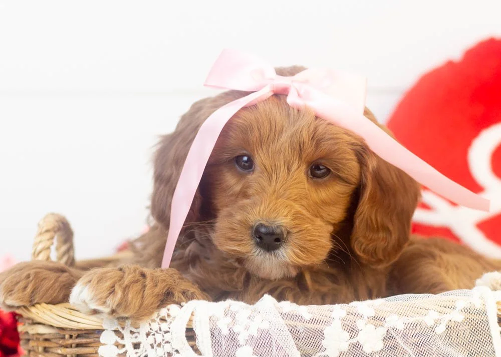 goldendoodle for sale