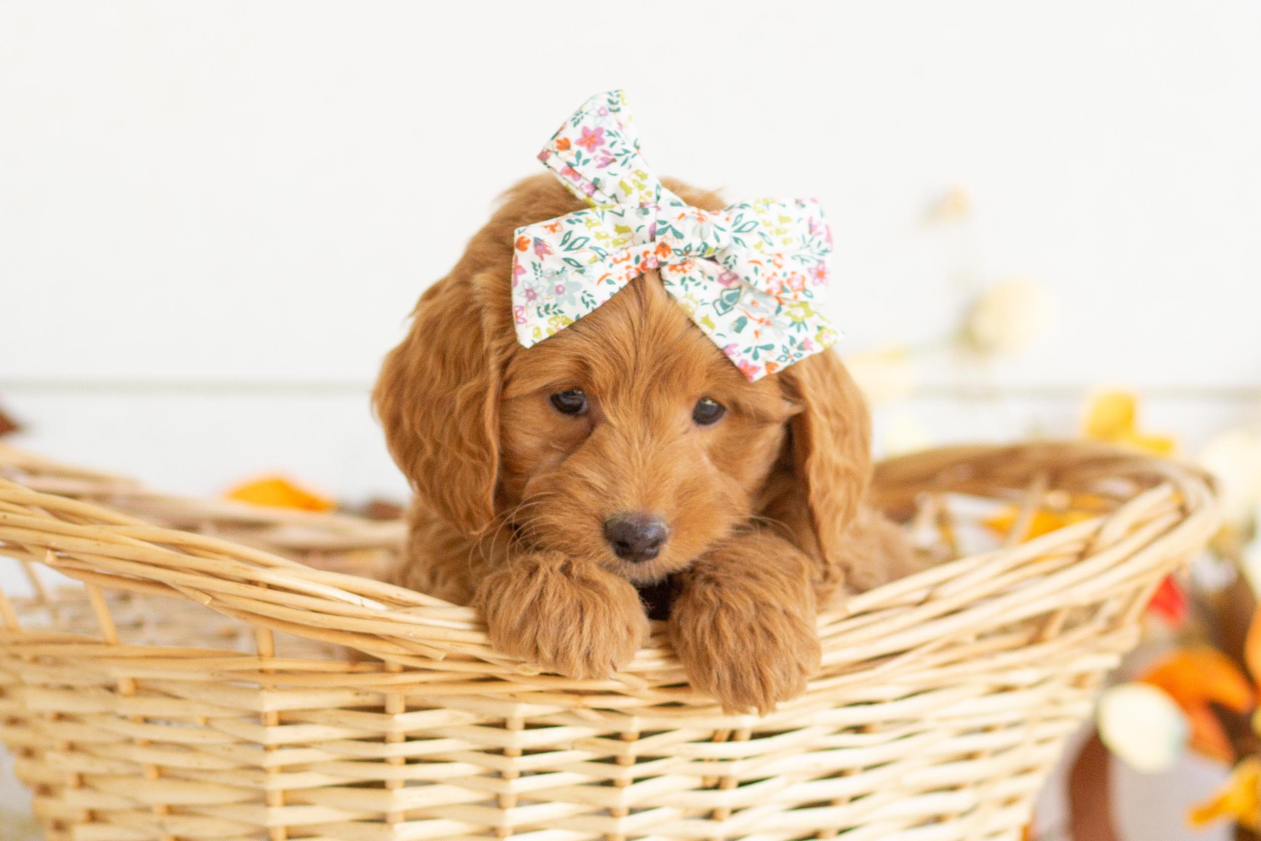Beth goldendoodle for sale.jpg