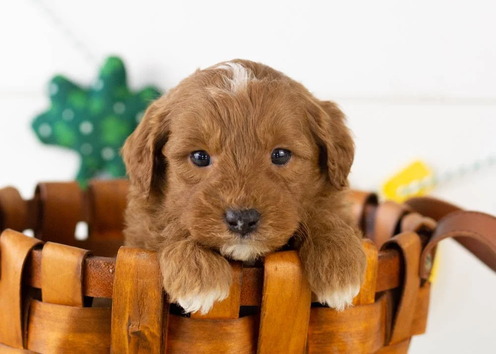 goldendoodle for sale