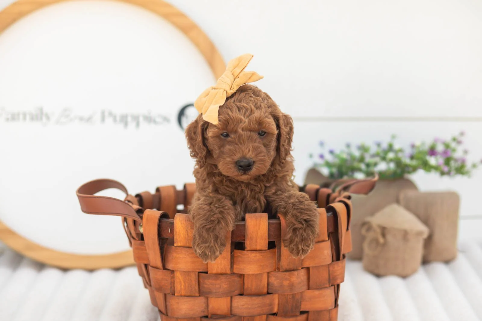 Mallory goldendoodle for sale(3).jpg