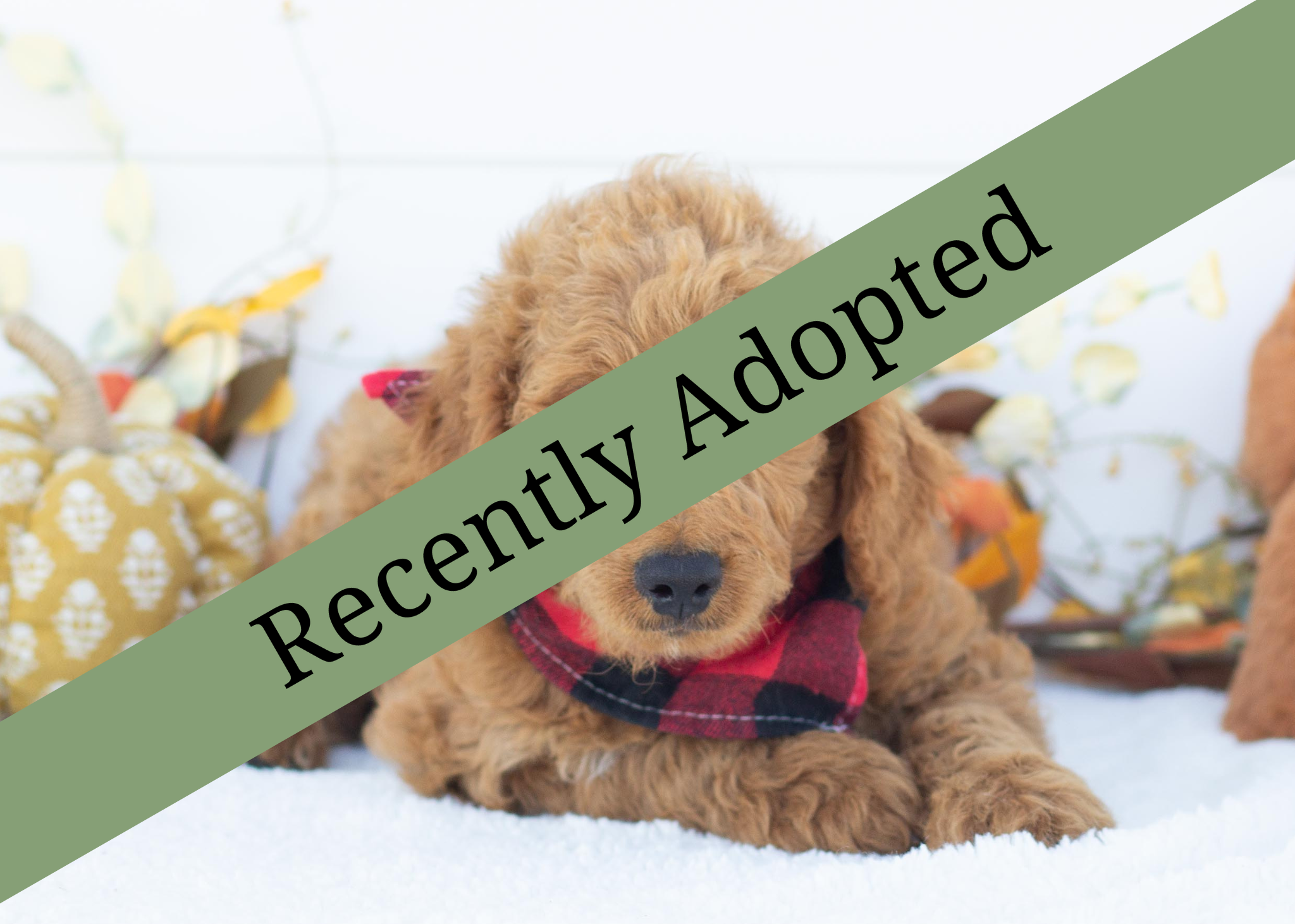 goldendoodle for sale