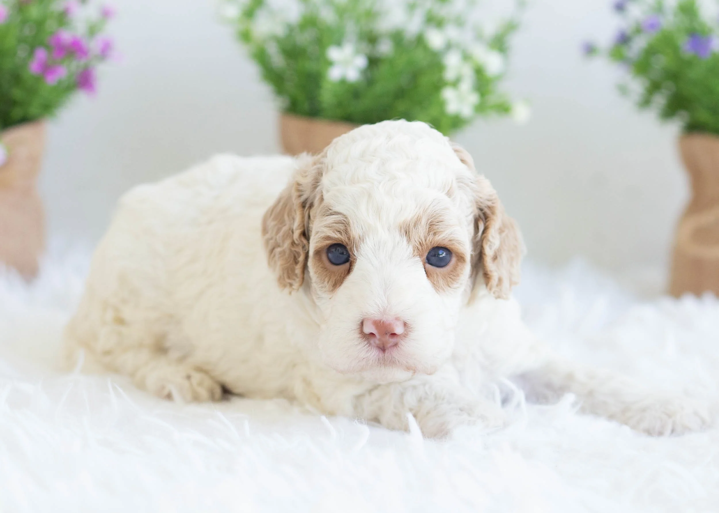 Zara Goldendoodle For Sale(2).jpg