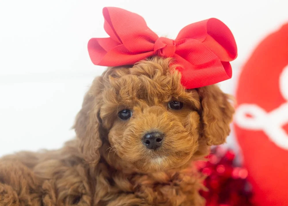 Jamie goldendoodle for sale(2).jpg